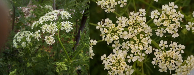 [Two photos spliced together. On the left is an entire branch  with a half-sphere of many tiny blooms. On the right is a close view of the tiny five-petaled white flowers with long stamen with a bulb at the end. Some blooms are still tightly curled into a white bulb, but most are fully open.]